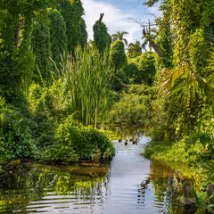 Ducks in a jungle pond