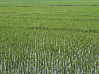 Green Rice Fields and Mountain Natural Landscapes at Sunrise in Gorontalo, Indonesia