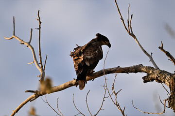 Juvenile Bald Eagle - Haliaeetus leucocephalus at Sacramento NWR