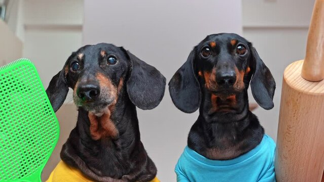 Adorable dogs bark loudly enjoying playtime together. Dachshund in yellow shirt with flyswatter and dachshund in blue shirt with rolling pin