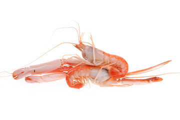 Shrimp on a white background
