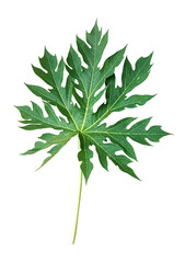 Green papaya leaf, isolated on white background