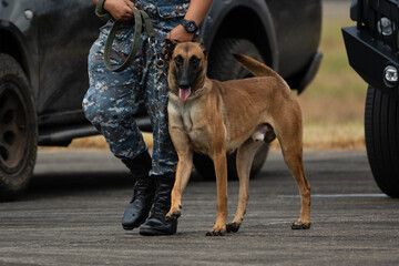 Smart police dog demonstrations to attack the enemy.K9 military dog unit.K-9 training service dogs for police.Soldier with his german shepherd dog.