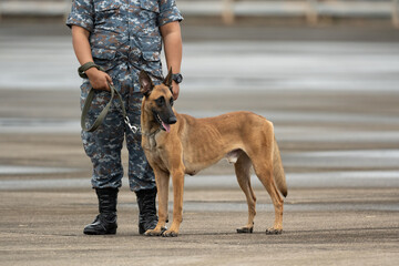 Smart police dog demonstrations to attack the enemy.K9 military dog unit.K-9 training service dogs for police.Soldier with his german shepherd dog.