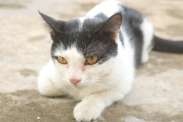 Indonesia's Sumatran wild cat is now widely kept and cared for by the community. Sumatran wild cats are very easy to tame and care for and are easy to feed