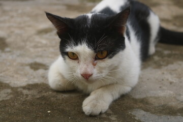 Indonesia's Sumatran wild cat is now widely kept and cared for by the community. Sumatran wild cats are very easy to tame and care for and are easy to feed