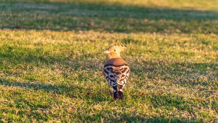 Eurasian hoopoe or Common hoopoe (Upupa epops) bird close-up on natural green grass background © Dmitrii Potashkin