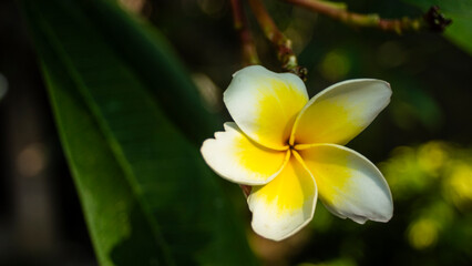 Plumeria flowers with rain water.Pink plumerias blooming on sunny day,Close-up of wet yellow...