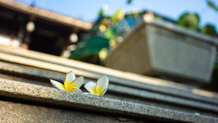 Plumeria flowers with rain water.Pink plumerias blooming on sunny day,Close-up of wet yellow plumeria flower,Close-up of yellow flowering plant,Plumeria flowers, close-up of pink flowering plant again