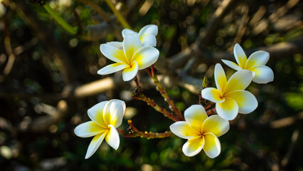 Plumeria flowers with rain water.Pink plumerias blooming on sunny day,Close-up of wet yellow...