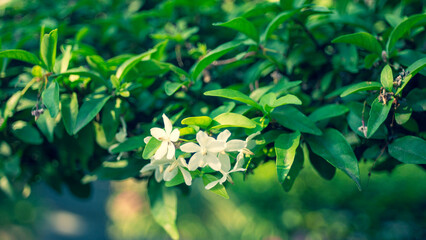 Wrightia religiosa is White flowers, growing in cymes at the tips of the branches, The flower Wrightia religiosa  has 5 petals and at first glance resembles an apricot flower, so it is called apricot