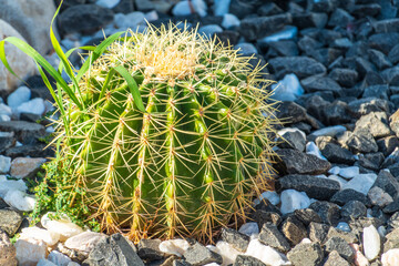 Kroenleinia is a monotypic genus of succulent plants in the Cactaceae family. Kroenleinia grusonii...