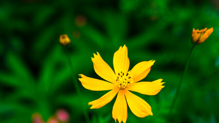  The garden has many types of flowers.The beautiful of Sulfur Cosmos or Yellow Cosmos and green leaf is background, Cosmos sulphureus is also known as sulfur cosmos and yellow cosmos.