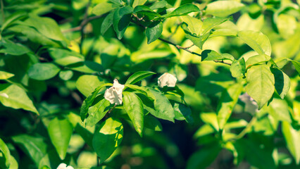 Wrightia religiosa is White flowers, growing in cymes at the tips of the branches, The flower Wrightia religiosa  has 5 petals and at first glance resembles an apricot flower, so it is called apricot
