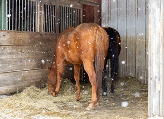 A view from the back of two horses eating hay on the floor of a run-in shed while it is snowing.  - Powered by Adobe