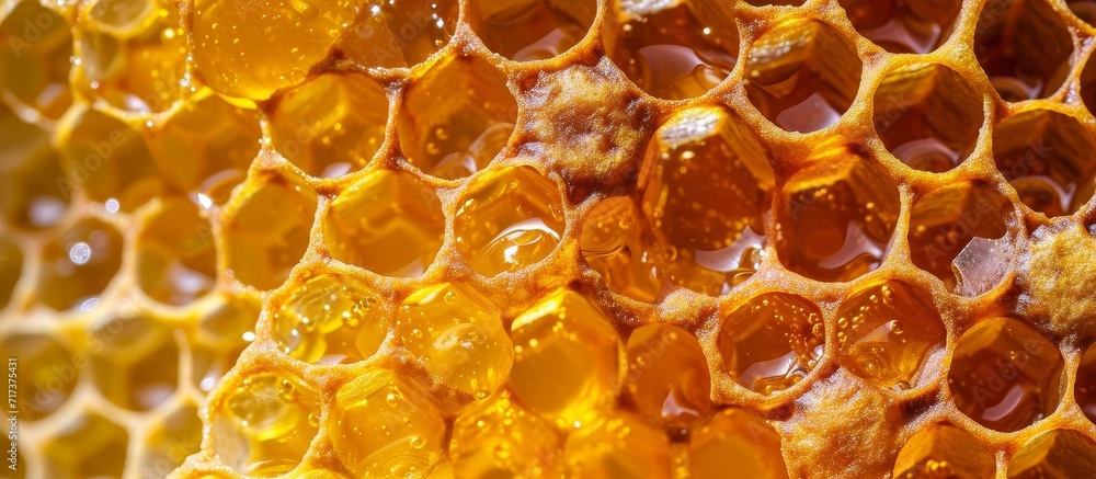 Poster honeycomb is a beeswax structure used by bees to store honey and larvae, known for its hexagonal sha