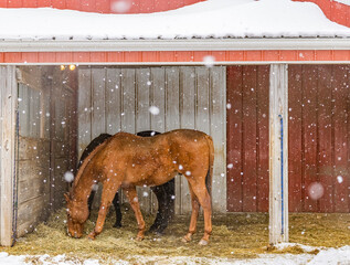 Side view of two horses eating hay on the floor of a run-in shed with snow on the roof while it is...