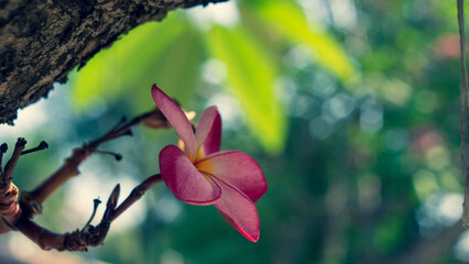 ,Close-up of white plumeria flowers,Water droplets on frangipani flowers after rain,Plumeria...