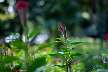 Purple pink flower of Celosia, also known as cockscomb or woolflowers, bloom in Africa, Mexico and even China as a perennial in gardens in summer