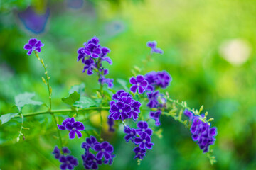  Purple small flowers on blurred background, Selective focus,Blue Flowers of Sapphire Showers (Duranta erecta L) bloom flower on blurred nature background,Close-up of purple flowering plant,