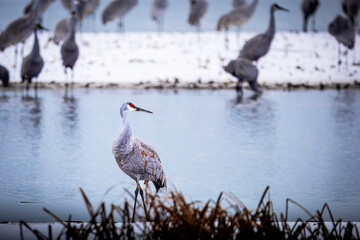 The sandhill crane(Antigone canadensis) in the snow,, by the water in Southern Ontario  Canada. Native American bird ,  a species of large crane of North America