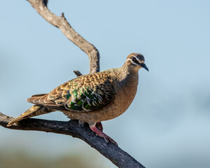 Common Bronzewing (Phaps chalcoptera)