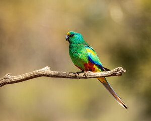 Mulga Parrot (Psephotus varius)