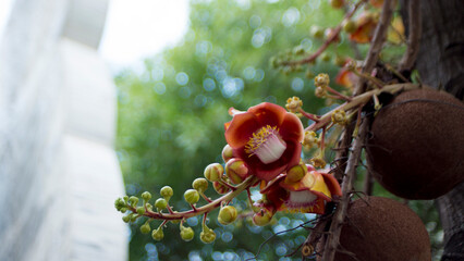 Beautiful pink Sala or Shorea robusta flower on the tree,Close-up of flowers against blurred...