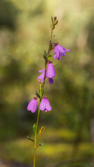 Pink Bells (Tetratheca ciliata) are known for their attractive and distinctive bell-shaped flowers.