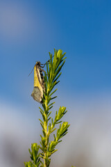 A Purple-sheen Concealer Moth (Philobota ancylotoxa) perched on grass.