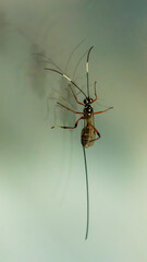 Ichneumon wasp ( Stenarella victoriae)