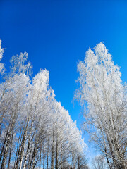 Frozen tops of birches on a sunny frosty winter day against the blue sky.