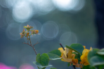 Obraz premium Close-up of yellow flowering plant,Closeup Group of Yellow Bougainvillea Flowers Isolated on Background,Close-up of pink bougainvillea glabra plant,Close-up of pink bougainvillea glabra blossoms