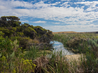 Fototapeta premium Piccaninnie Ponds Conservation Park; conserves a wetland (fed by freshwater springs) of 862 hectares located in South Australia