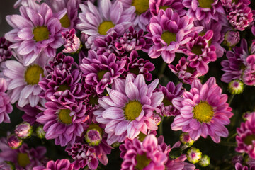 Gerbera and chrysanthemum in bouquet,Close-up of red gerbera daisy blooming outdoors,Full frame shot of gerbera,Close-up view of gerbera flowers