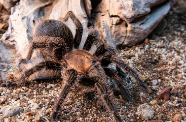 A large tarantula sits on a rock in a desert environment. The tarantula is brown and black, with long, hairy legs. The rock is large and smooth, with a few small plants growing around it. The sun is s