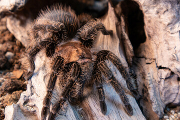 A large tarantula sits on a rock in a desert environment. The tarantula is brown and black, with long, hairy legs. The rock is large and smooth, with a few small plants growing around it. The sun is s