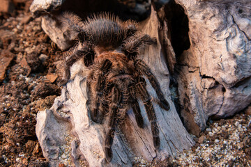 A large tarantula sits on a rock in a desert environment. The tarantula is brown and black, with long, hairy legs. The rock is large and smooth, with a few small plants growing around it. The sun is s