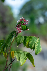  Closeup Bunch of Carambola Flowers on Branch Isolated on Nature Background,Close-up of pink cherry blossom tree,Starfruit tree flower of the species Averrhoa carambola with selective focus