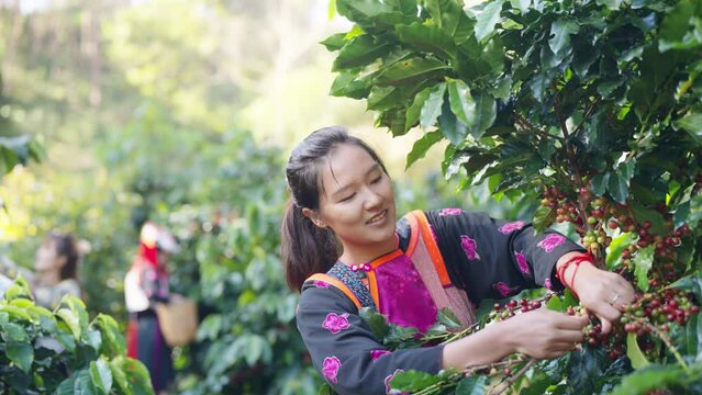Asian woman farmer picking red cherry coffee beans in coffee plantation in Chiang Mai, Thailand. Hill tribes farm worker growing and harvesting organic arabica coffee berries on the mountain
