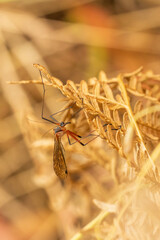 Crane Fly (Tipulidae family)