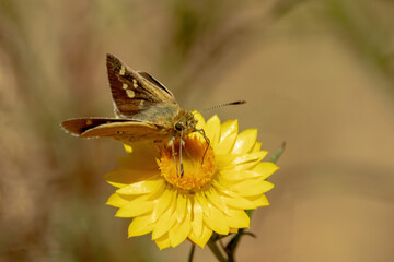 White-spot Skipper (Trapezites luteus)