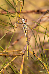 Tau Emerald Dragonfly (Hemicordulia tau)