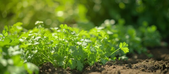 Shallow depth of field captures sunny outdoor coriander plant in vegetable garden. - obrazy, fototapety, plakaty