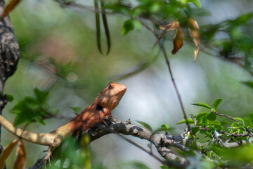 Salamanders on trees often eat insects or insects that are harmful to trees, and they change color to match the color of that tree.Close-up of lizard on leaf,Close-up of lizard on plant