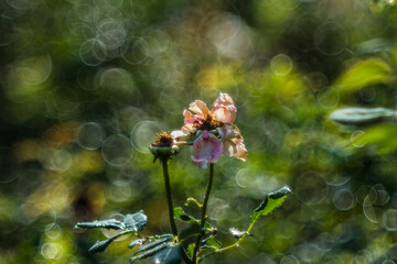 Roses are a symbol of pure love of youth, everyone has the blood of love flowing through their bodies,There are many types of roses, roses that bloom in the morning have a light pink color
