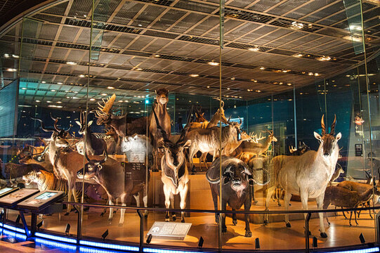 国立科学博物館 Images – Browse 79 Stock Photos, Vectors, and Video