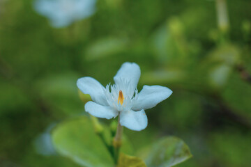 Obraz na płótnie Canvas Blooming flower-heads of water jasmine peak prominently beside the buds with atmospheric feel.Branch of white petals wrightia flowering shrub on green leaf background, fragrant plant in a garden,