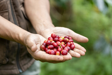 Close up red berries coffee beans on agriculturist hand natural background.
