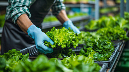 Farmer harvesting green leafy vegetables from an indoor green house.